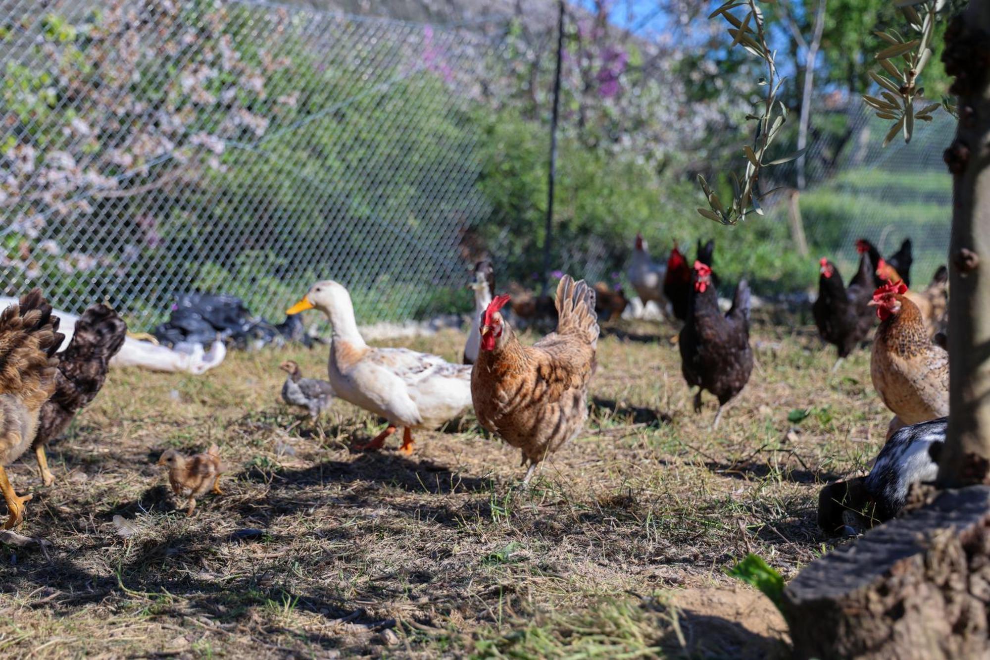 Villa Shpiragu Village Experience Berat Bagian luar foto